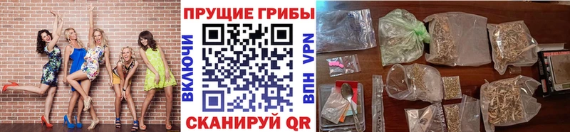 наркотики  Ярцево  Галлюциногенные грибы Psilocybe 